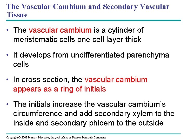 The Vascular Cambium and Secondary Vascular Tissue • The vascular cambium is a cylinder