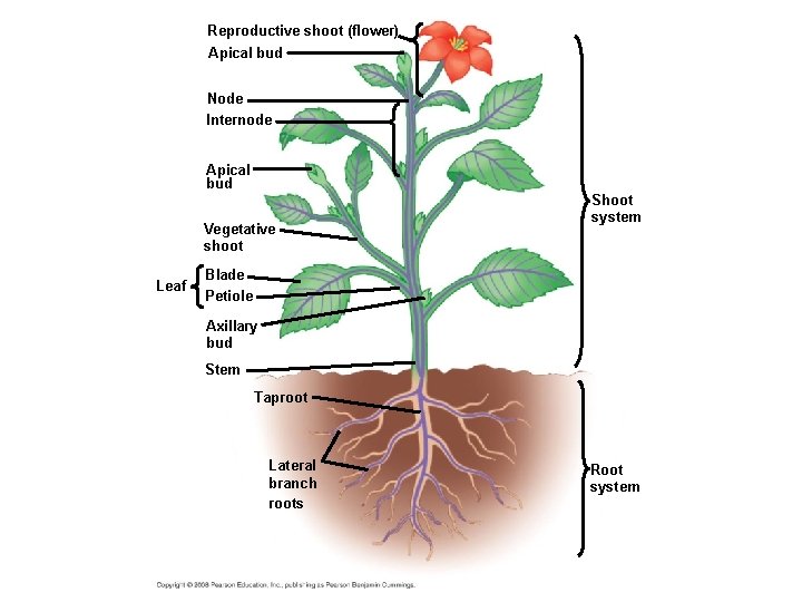 Reproductive shoot (flower) Apical bud Node Internode Apical bud Vegetative shoot Leaf Shoot system