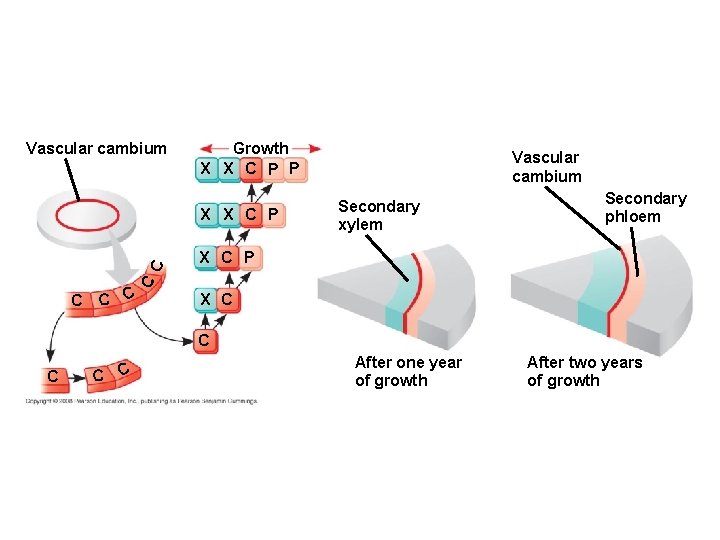 Vascular cambium Growth X X C P P Secondary xylem Secondary phloem X C