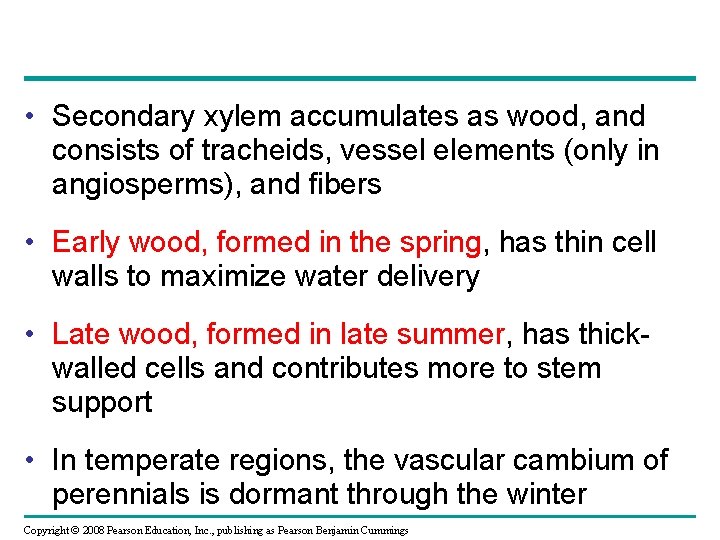  • Secondary xylem accumulates as wood, and consists of tracheids, vessel elements (only