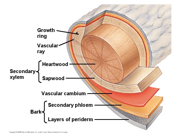 Growth ring Vascular ray Heartwood Secondary xylem Sapwood Vascular cambium Secondary phloem Bark Layers