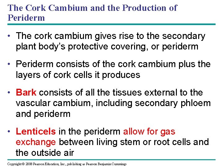 The Cork Cambium and the Production of Periderm • The cork cambium gives rise