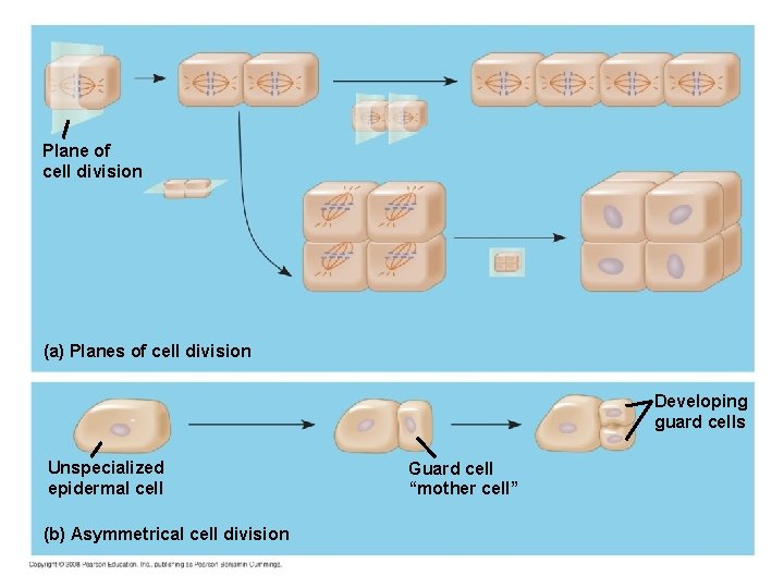 Plane of cell division (a) Planes of cell division Developing guard cells Unspecialized epidermal