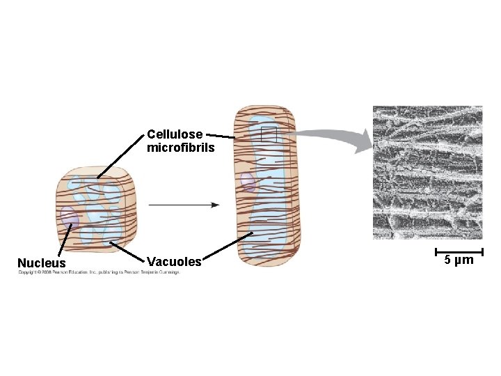 Cellulose microfibrils Nucleus Vacuoles 5 µm 