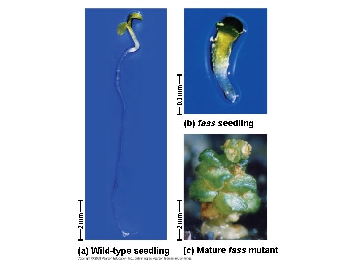 0. 3 mm (a) Wild-type seedling 2 mm (b) fass seedling (c) Mature fass