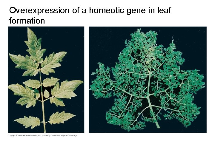 Overexpression of a homeotic gene in leaf formation 