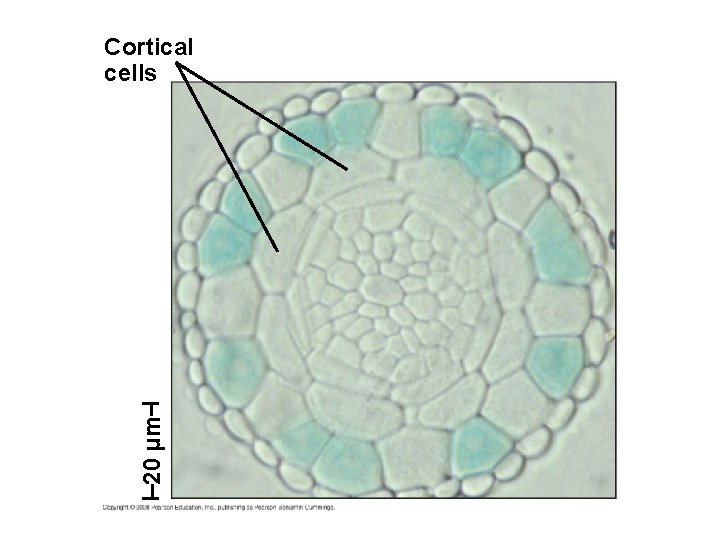 20 µm Cortical cells 