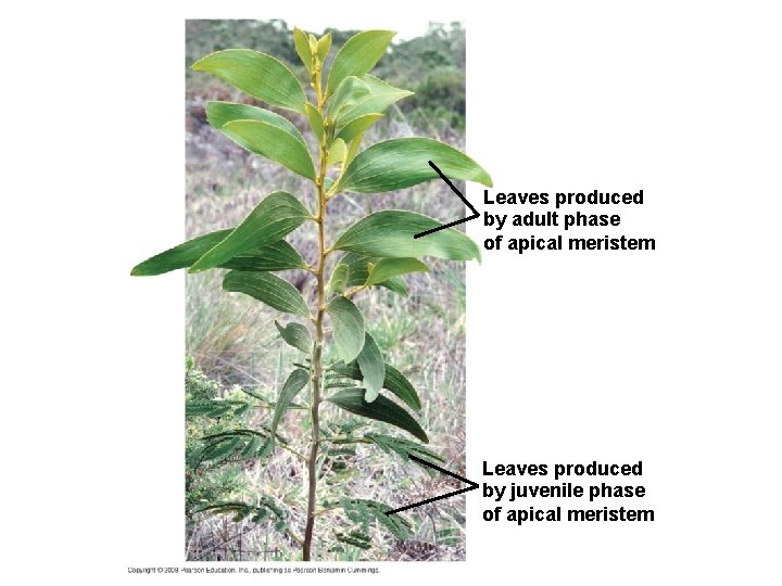 Leaves produced by adult phase of apical meristem Leaves produced by juvenile phase of