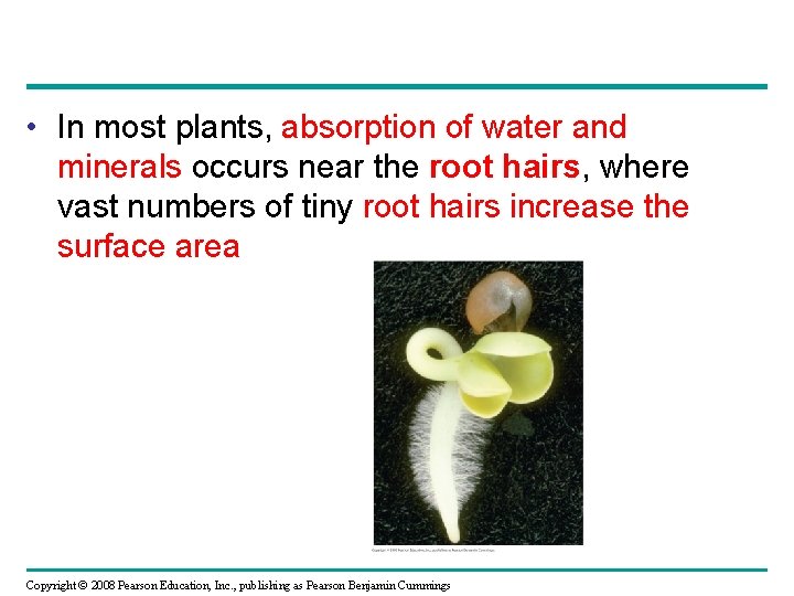  • In most plants, absorption of water and minerals occurs near the root