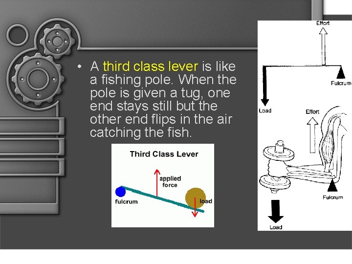  • A third class lever is like a fishing pole. When the pole