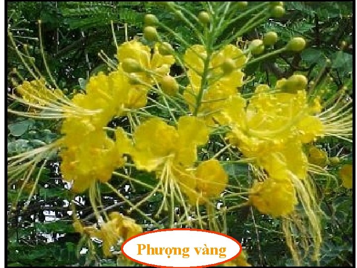 Phượng vàng 