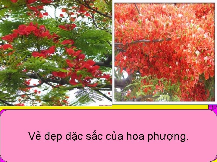 Bình minh, màu của hoa phượng là màu đỏ còn non, có mưa càng