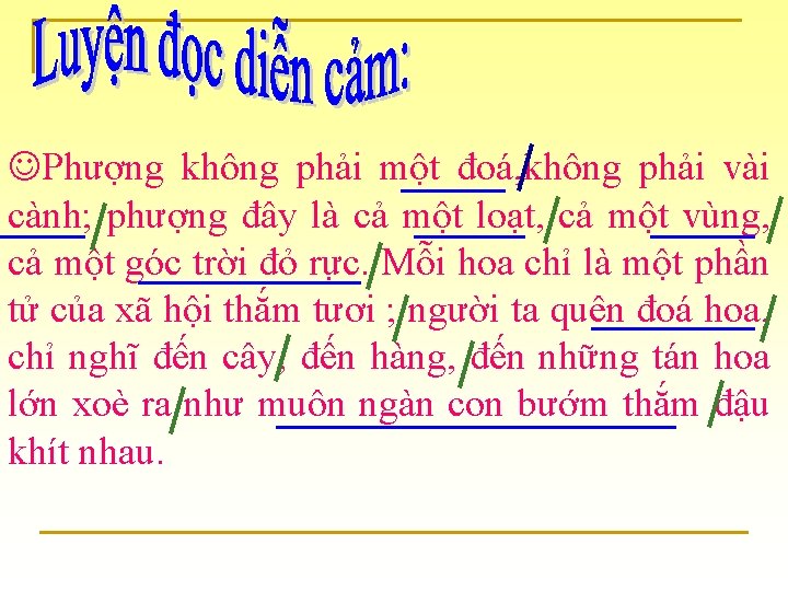  Phượng không phải một đoá, không phải vài cành; phượng đây là cả