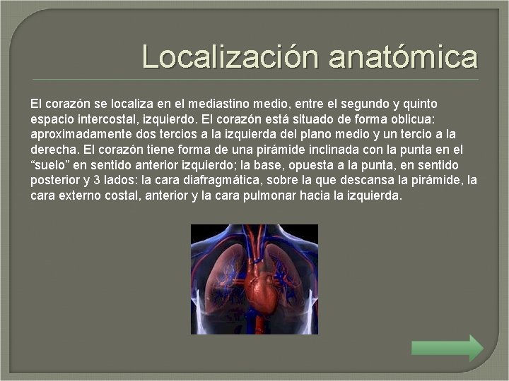 Localización anatómica El corazón se localiza en el mediastino medio, entre el segundo y