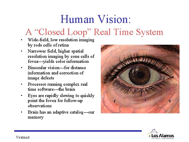 Human Vision: A “Closed Loop” Real Time System • • • Wide-field, low resolution