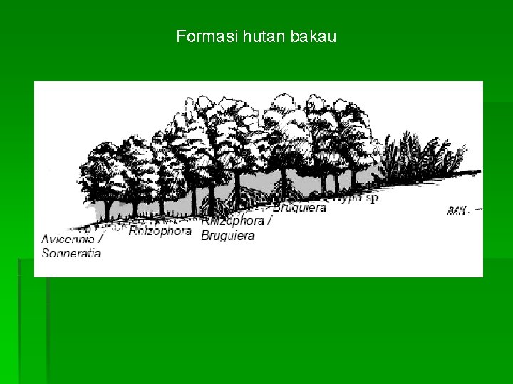 Formasi hutan bakau 