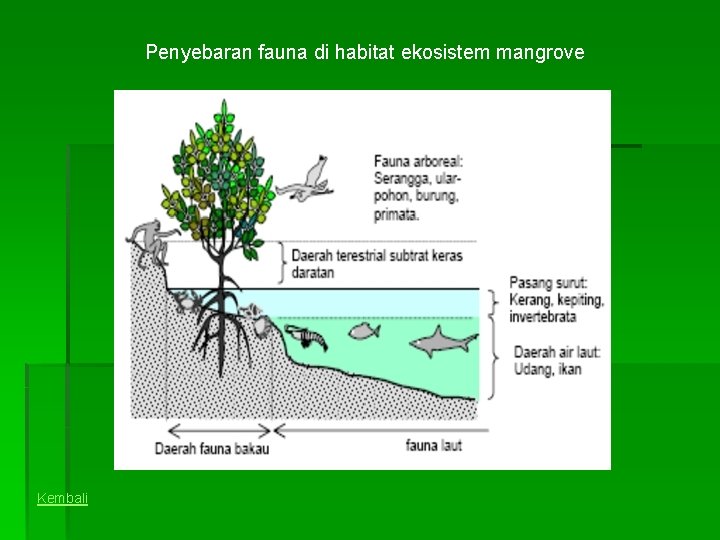 Penyebaran fauna di habitat ekosistem mangrove Kembali 