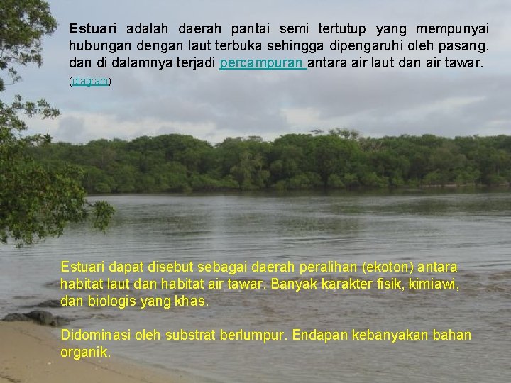 Estuari adalah daerah pantai semi tertutup yang mempunyai hubungan dengan laut terbuka sehingga dipengaruhi