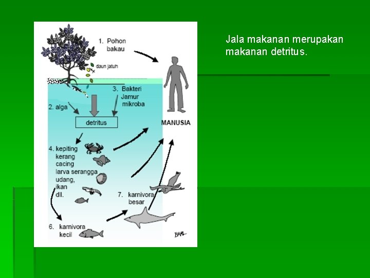 Jala makanan merupakan makanan detritus. 