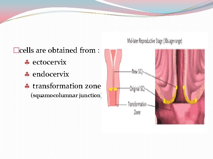 �cells are obtained from : ectocervix endocervix transformation zone (squamocolumnar junction) 