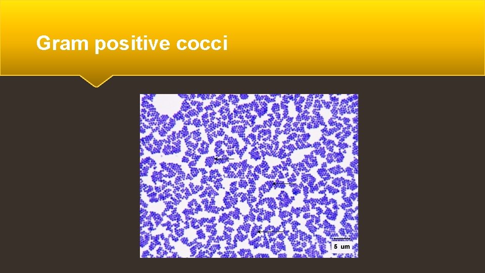 Gram positive cocci 