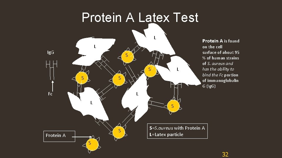 Protein A Latex Test L Protein A is found L Ig. G S S