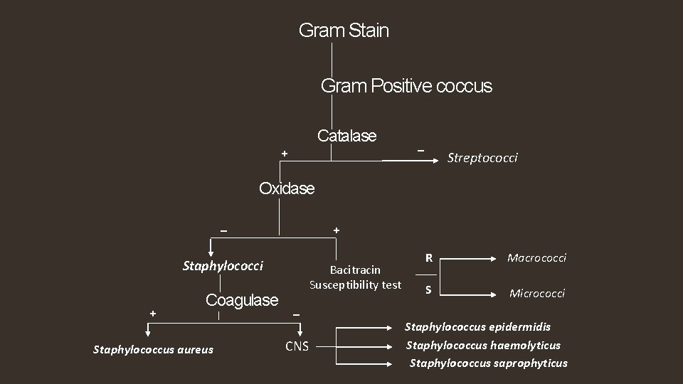 Gram Stain Gram Positive coccus Catalase + _ Streptococci Oxidase _ + Staphylococci +