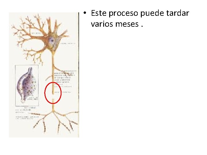  • Este proceso puede tardar varios meses. 