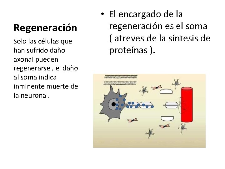 Regeneración Solo las células que han sufrido daño axonal pueden regenerarse , el daño