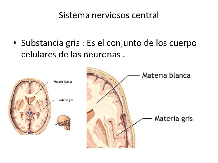 Sistema nerviosos central • Substancia gris : Es el conjunto de los cuerpo celulares