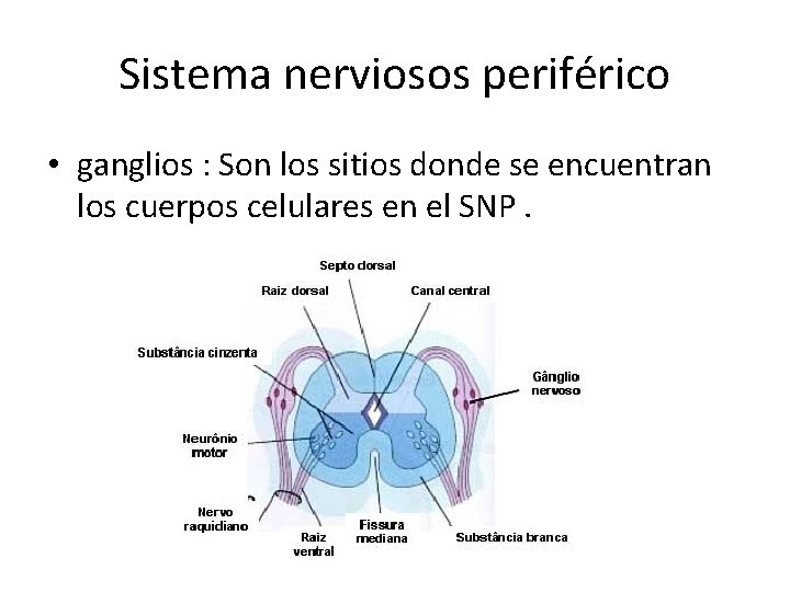 Sistema nerviosos periférico • ganglios : Son los sitios donde se encuentran los cuerpos