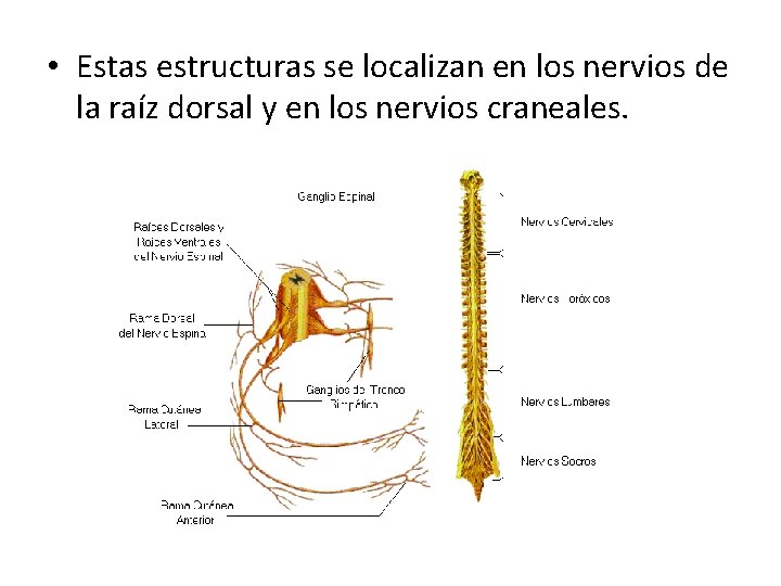  • Estas estructuras se localizan en los nervios de la raíz dorsal y