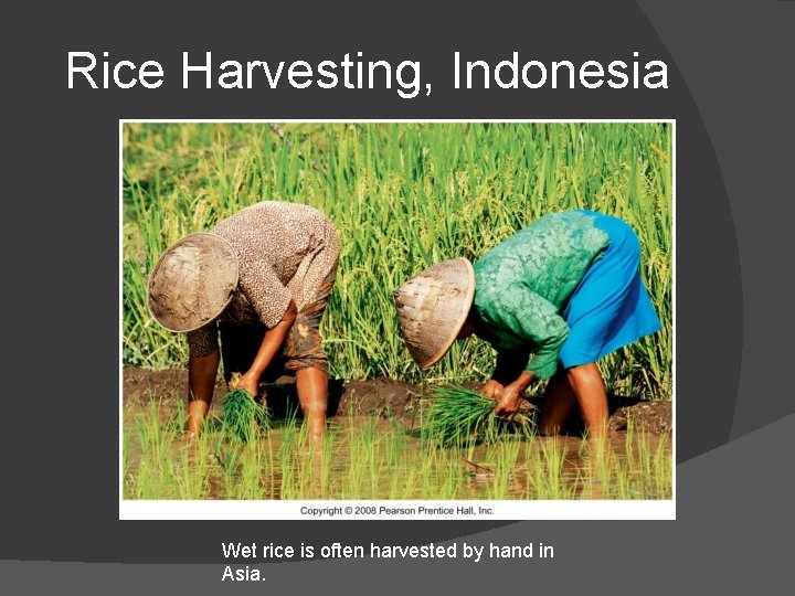 Rice Harvesting, Indonesia Wet rice is often harvested by hand in Asia. 