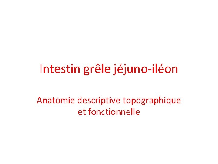 Intestin grêle jéjuno-iléon Anatomie descriptive topographique et fonctionnelle 