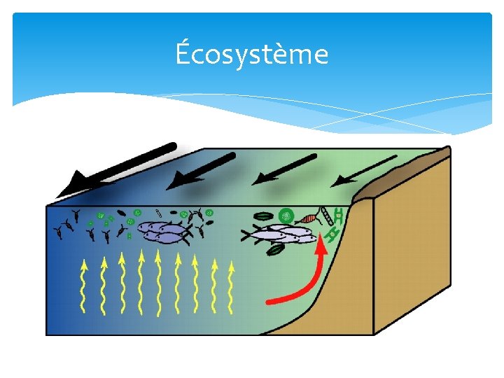 Écosystème 