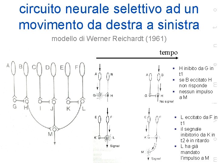 o t circuito neurale selettivo ad un movimento da destra a sinistra n modello
