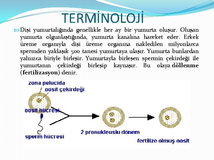 TERMİNOLOJİ Dişi yumurtalığında genellikle her ay bir yumurta oluşur. Oluşan yumurta olgunlaştığında, yumurta kanalına