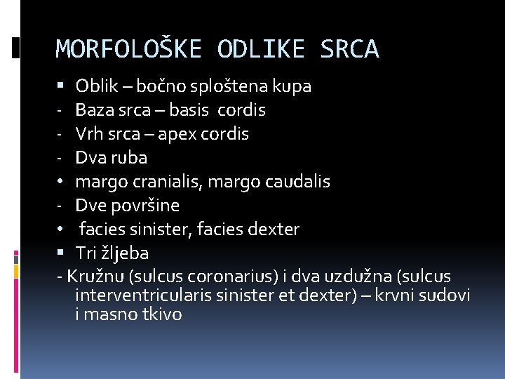 MORFOLOŠKE ODLIKE SRCA Oblik – bočno sploštena kupa - Baza srca – basis cordis