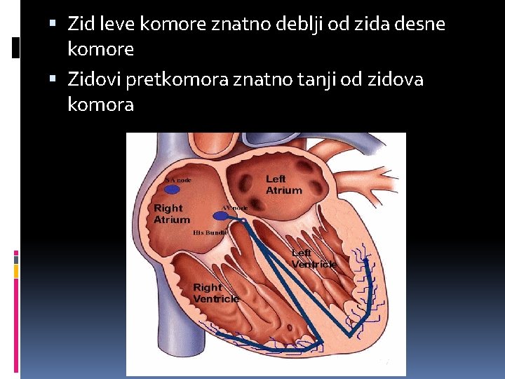  Zid leve komore znatno deblji od zida desne komore Zidovi pretkomora znatno tanji