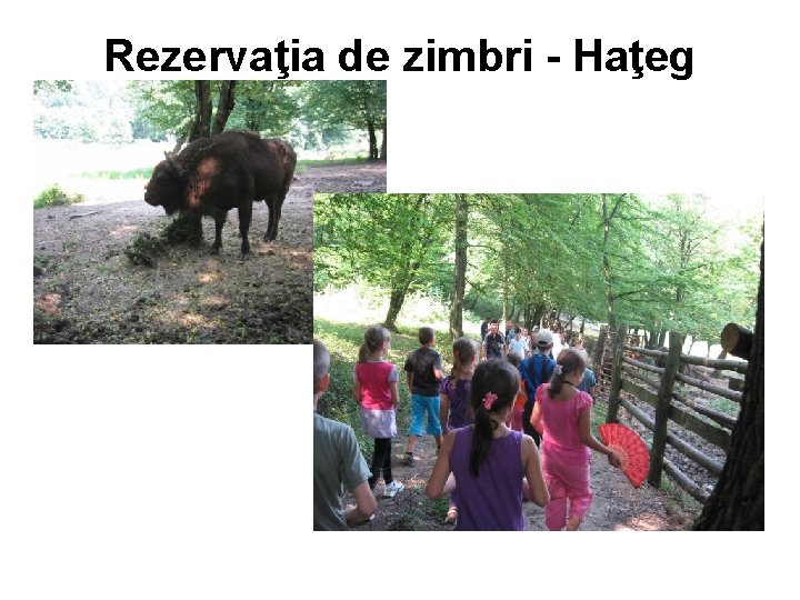 Rezervaţia de zimbri - Haţeg 