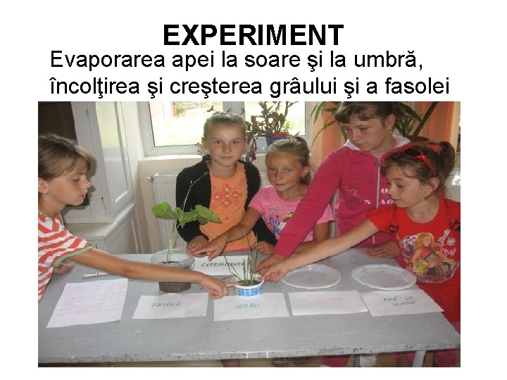 EXPERIMENT Evaporarea apei la soare şi la umbră, încolţirea şi creşterea grâului şi a