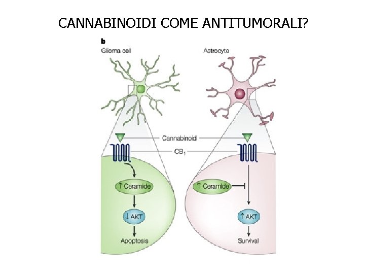 CANNABINOIDI COME ANTITUMORALI? 