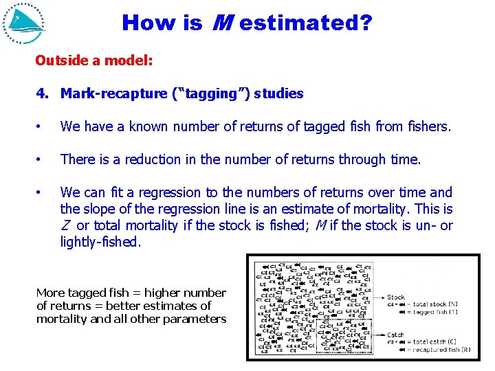 How is M estimated? Outside a model: 4. Mark-recapture (“tagging”) studies • We have How is M estimated? Outside a model: 4. Mark-recapture (“tagging”) studies • We have