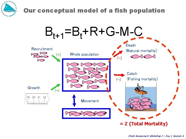 Our conceptual model of a fish population Bt+1=Bt+R+G-M-C Death (Natural mortality) Recruitment (+) Whole Our conceptual model of a fish population Bt+1=Bt+R+G-M-C Death (Natural mortality) Recruitment (+) Whole