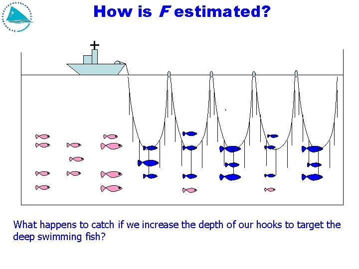 How is F estimated? What happens to catch if we increase the depth of How is F estimated? What happens to catch if we increase the depth of