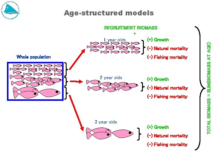 Age-structured models (-) Natural mortality Whole population (-) Fishing mortality 2 year olds (+) Age-structured models (-) Natural mortality Whole population (-) Fishing mortality 2 year olds (+)