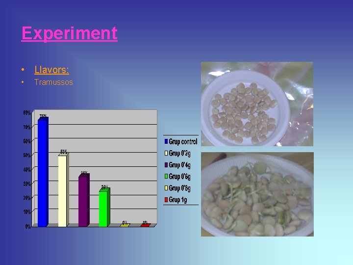 Experiment • Llavors: • Tramussos 