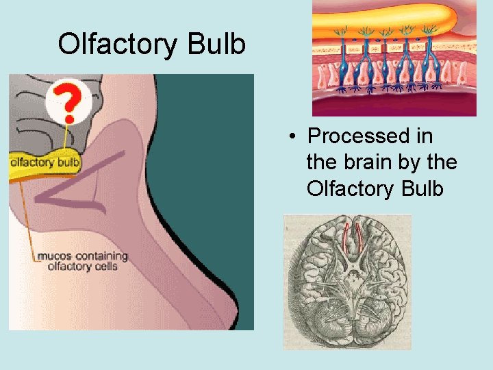 Olfactory Bulb • Processed in the brain by the Olfactory Bulb 