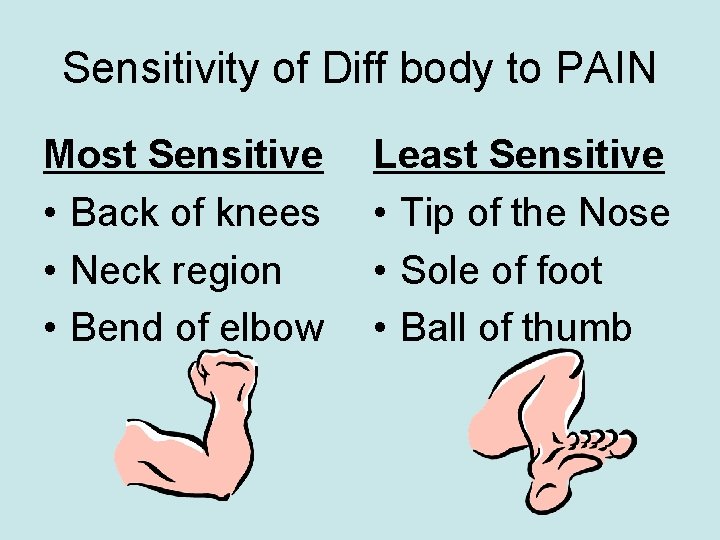 Sensitivity of Diff body to PAIN Most Sensitive • Back of knees • Neck