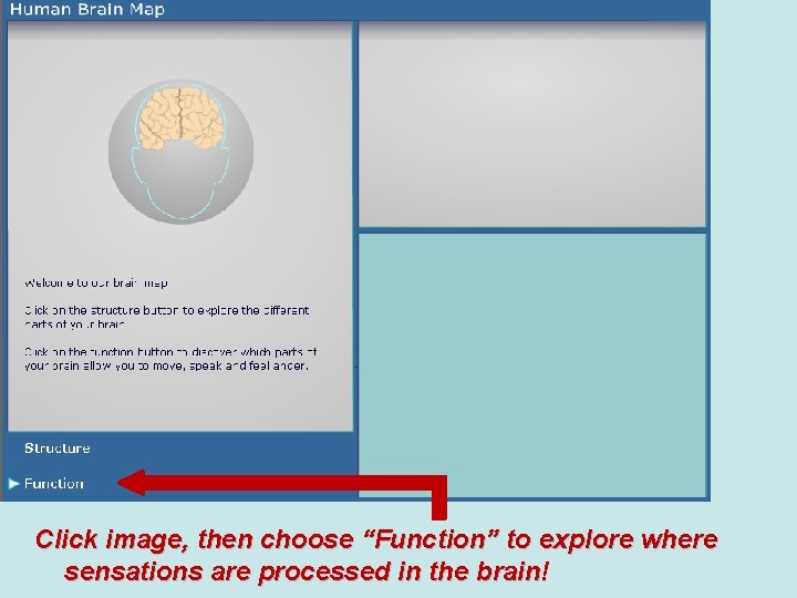 Click image, then choose “Function” to explore where sensations are processed in the brain!